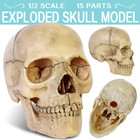2025 New Anatomy Exploded Skull Model human Medical Skull Model Dental Clinictea