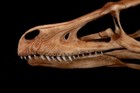 Velociraptor Skull Replica Dinosaur Fossil Premium Resin Dark Fossil Finish