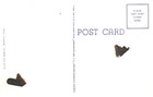 Cotton Picking Time Memphis Tenn  Postcard By Bluff City News Co  Memphis Tn