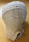 Queen Horned Helmet Shell    cassis Cornuta    12x10    Florida Huge 5 5lbs