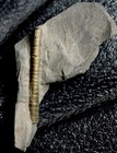 Bactrites - Rare Devonian Pyritized Fossil Nautilus  Cephalopod