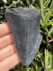 Natural Beautiful 3 11    Megalodon Tooth Fossil Shark Teeth