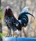 12 Assorted Gamefowl Hatching Eggs 