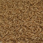 Kaytee Mealworms Bird Food - 2 Lb