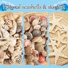 2000 Pcs Tiny Sea Shells Mini Shells For Crafting   20 Small Starfish For Fis   