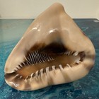 Caribbean Giant Conch Seashell Rare Vintage Large Decorative Ocean Sea Shell