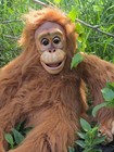 Axtell Expressions Amazing Orangutan Full-size Ventriloquist Puppet Mint 
