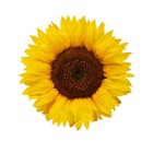 Beautiful Full Color Sunflower Sticker Yellow Vinyl Decal Real Laptop Phone Wall