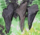 Megalodon Sharks Teeth 3 No Restorations Fossil Sharks Teeth Tooth