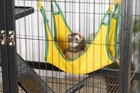 Prevue Pet Products 485 Feisty Ferret Home With Stand  Black Hammertone