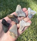 Fossil Megalodon Family Shark Tooth Lot Group Of Shark Teeth Fossils Angustiden
