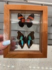 Real Framed Butterflies Amazing Colors Mounted Double Glass 2butterflies
