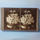 Victorian Horticulture Still Life Stereoview C1900 Real Photo Snowdrops Nouveau