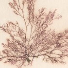 Antique 1833 Scottish Dried Sea Algae Herbarium 14 Ceramium Diaphanum