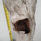 Long Driftwood Natural  Large Hole Woodworking Decorative Diy