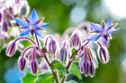 100 Borage Seeds   Sale Free Shipping Non Gmo Heirloom Edible Butterflies Bees