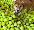 100 Low Cost Doggie Balls -  Used Tennis Balls - Free Shipping - Save 10 