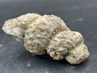 Complete 5    Cretaceous Texas Fossil Heteromorph Ammonite  Mariella Turrilite 