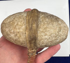 Authentic Plains Indian War Club Original Antique Native American Artifact