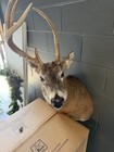 White Tail Deer Shoulder Mount Buck Peak Condition Easy To Install