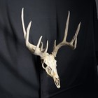 European Real Skull Whitetail Deer Antlers Set Wild Iowa Horns Euro Mount 4x5