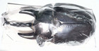 Dynastinae Megasoma Actaeon Thick Horns 110mm A1 From Peru -  4624