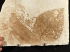 Wow  Giant  50 Million Year Old Leaf Fossil 100  Natural Fossil Lake Wyoming