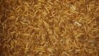 3000 Medium Mealworms - Live Mealworms - 10  Extra To Every Order   