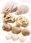 10 Hermit Crab Changing Shell Set Medium Size Select Turbo   Land Snail Shells