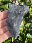 Natural Beautiful 2 85    Megalodon Tooth Fossil Shark Teeth