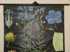 Jung Cook Quentell Plants Flax Lein 1966 Schulwandbild Mural 32 5 16x44 7 8in