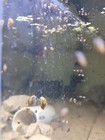 100  Live Bladder Snails  physella Acuta  Algae Eater  Feeder Snails  Fish Food