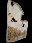 Xxl Mind Blowing Spalted Birdseye Maple Burlwood Slab  Turning Wood Curly Maple 