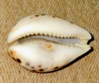 Cowrie Shell Antelope And Bird Artwork Collectible