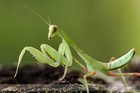 Live Giant Asian Mantis L2 l3 Nymph Hierodula Membranacea Pre-order