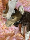 Vtg German Steiff Moosy Moose Mohair 1950s 8 x10  Button   Tag   Badly Damaged