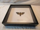 Death s Head Hawk Moth  acherontia Atropos  Insect Taxidermy In Shadow Box