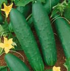 200  Double Yield Cucumber Seeds - Heirloom - Organic - Non Gmo ---------- Fresh