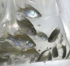 100  Live Bluegill Fish bream  Sun Fish  small  Guarantee Alive