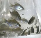30  Live Bluegill Fish bream  Sun Fish  small  Guarantee Alive  free Shipping 