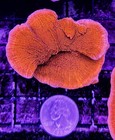 Wysiwyg Bright Orange Montipora Frag - Live Coral Sps - Monti Cap - Free Ship