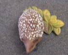 Schleich Hedgehog Small Animal Figure D-73527
