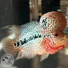 Super Red Dragon Flowerhorn Male 6  Inch Big Kok