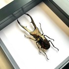 Golden Metallic Stag Beetle  cyclommatus Metallifer  Shadow Box Frame Display