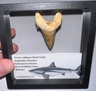 Otodus Obliquus Fossil Shark Tooth Lot 2  In Megalodon Ancestor One Per Order