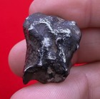 Gebel Kamil Iron Meteorite  Egypt  Iron Meteorite  Astronomy Gift  19 81 Grams