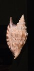 Strombidae Euprotomus Aratrum - 88 19 Mm - Beautiful Specimen
