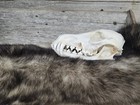 Real Coyote Skull Taxidermy Trapping Hunting Bone Skeleton Museum Cabin Zoo
