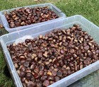 Fresh Chestnuts Fall 2026 1lb Harvested Daily Georgia Usa - Deer planting eating