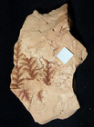 Beautiful Carboniferous Plant Fossil Fern Leaf Rarer Mariopteris Sauveuri  